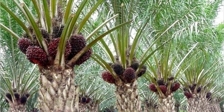 pohon kelapa sawit (foto: net)