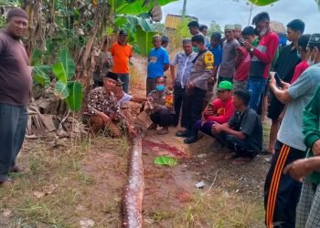 Ular Piton berhasil di amankan warga (foto: Suro)