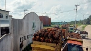 Antrian mobil muatan sawit petani di depan PS PT PAL Petaling (foto: Deni)