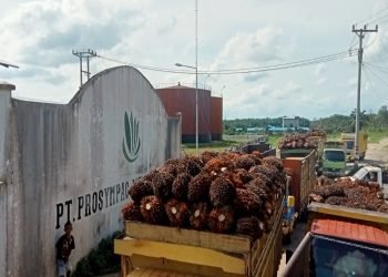 Antrian mobil muatan sawit petani di depan PS PT PAL Petaling (foto: Deni)