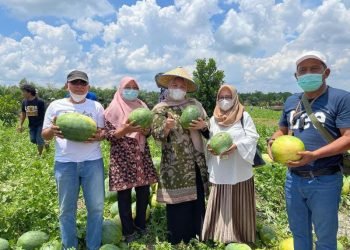 Bupati Hj. Mssnah Busro Saat Panen Sawi di Kebun Hidroponik Poktan Sungai Bahar (foto: Ist)