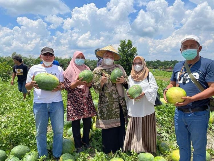 Bupati Hj. Mssnah Busro Saat Panen Sawi di Kebun Hidroponik Poktan Sungai Bahar (foto: Ist)