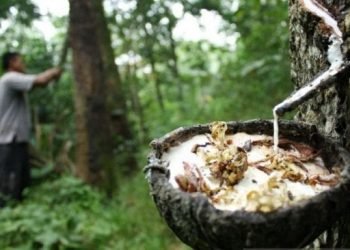 Ilustrasi getah karet Kabar Baik, Harga Getah Karet di Jambi Naik Medio Tahun Ini