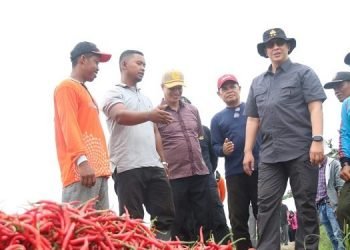 Kapolda Jambi, Irjen Pol Albertus Rachmad Wibowo, meninjau lokasi pertanian cabai di Desa Mekar Jaya (dok ist)