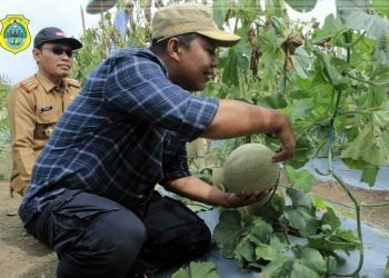 Bupati Romi saat Panen Melon dan Semangka (Dok Istimewa)