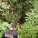 Tim SAR gabungan melakukan pencarian terhadap seorang kakek yang hilang di kebun kayu manis Desa Ambai Atas, Kecamatan Sitinjau, Kabupaten Kerinci, Jambi. (Foto Basarnas Jambi)