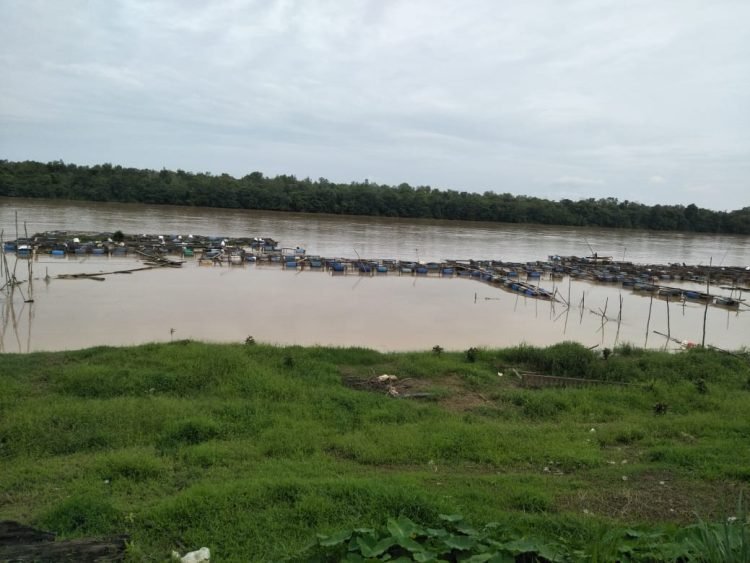 Ratusan keramba milik empat kelompok tani di Kabupaten Batanghari hanyut terseret arus sungai, Rabu (25/1/2023). (Foto Bahara)