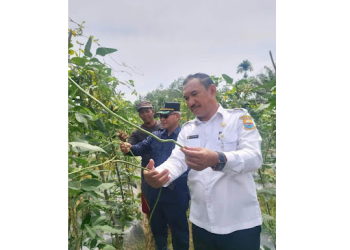 Aidi Hatta mendampingi Kadis Ketahanan Pangan Provinsi Jambi, Asraf meninjau tanaman cabai dan sayur-mayur di Desa Tangkit, Rabu (11/01/23). (Dok. Istimewa)