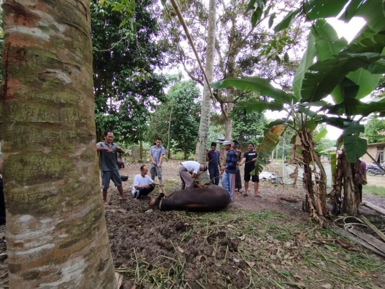 Prosesi pemotongan hewan kurban di Desa Danau Lamo, Muaro Jambi, Kamis (29/6/2023). (Foto: realitajambi)