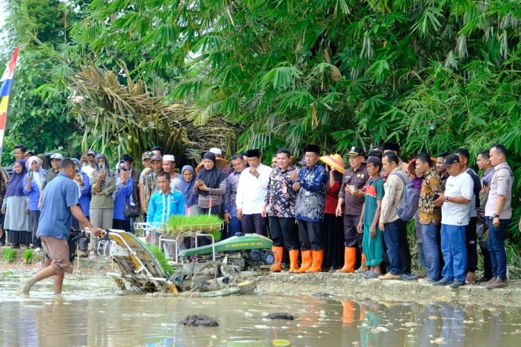 Abdullah Sani bersama Kelompok Tani melakukan penanaman padi di Desa Pasar Pelawan, Kamis (20/07/2023). (Foto: Diskominfo/Agus)