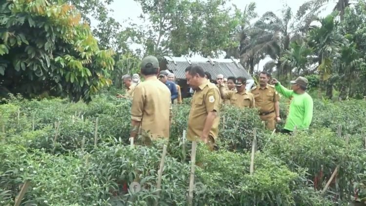 Pemkab Tanjabtim Panen Cabai di Desa Kota Baru, Senin (12/02/2024). (Dok. Humas)